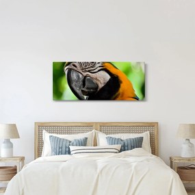 Obraz papagája (120x50 cm)