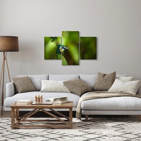 Obraz páva (90x60 cm)