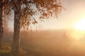 Fototapeta hmlistý jesenný les - 450x300