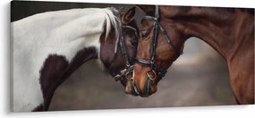 Obraz - Zamilované kone (120x50 cm)
