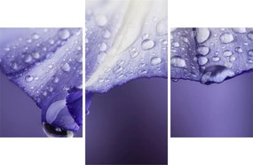 Obraz - Okvetný lístok s kvapkami (90x60 cm)