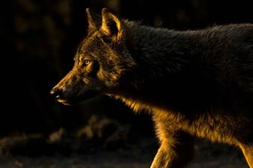 Umelecká fotografie Wolf in Golden Light, Chad Graham, (40 x 26.7 cm)