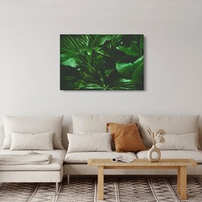 Obraz - Palmové listy (90x60 cm)