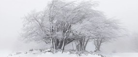 Obraz - Biela zima (120x50 cm)
