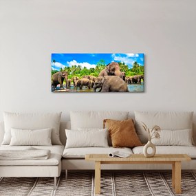 Obraz - Slony, Sri Lanka (120x50 cm)