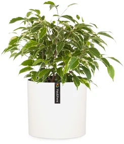 Fox & Fern Venlo, kvetináč, Polystone, interiér a exteriér, 3 veľkosti