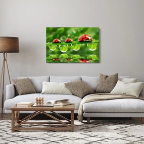 Obraz - Lienka sedembodková (90x60 cm)
