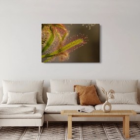 Obraz rastliny (90x60 cm)