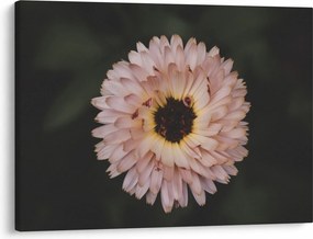 Obraz oranžovej kvetiny (70x50 cm)