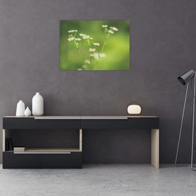 Sklenený obraz Sedmokrásky (70x50 cm)