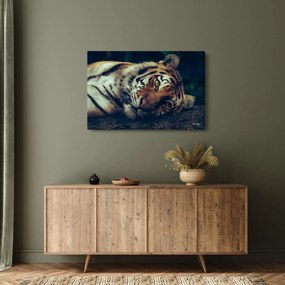 Obraz - Tiger Sibírsky (90x60 cm)
