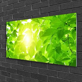 Skleneny obraz Listy príroda slnko rastlina 125x50 cm