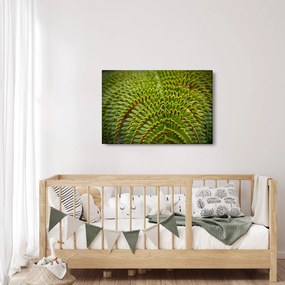 Obraz - Papraď (90x60 cm)