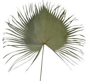 Hnedý usušený dekoratívne  list Palmy - 130 cm
