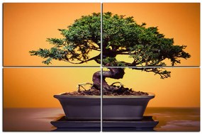 Obraz na plátne - Bonsai 1244D (150x100 cm)