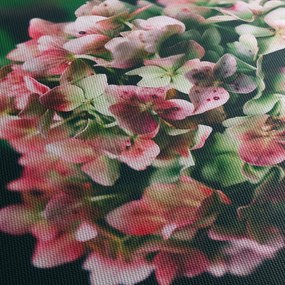 Obraz - Detail Hortenzie (120x50 cm)