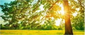 Obraz - Slnečný les (120x50 cm)