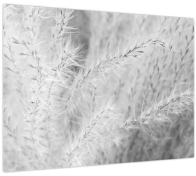Sklenený obraz - Pampas grass N⁰1 (70x50 cm)
