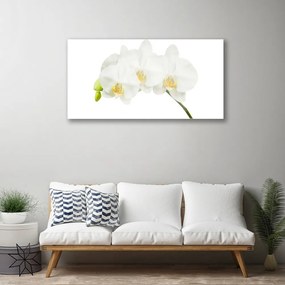 Skleneny obraz Orchidea výhonky kvety príroda 125x50 cm