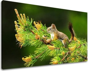 Obraz na stenu ZVIERATÁ