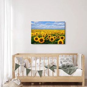 Obraz slnečnicového poľa (90x60 cm)