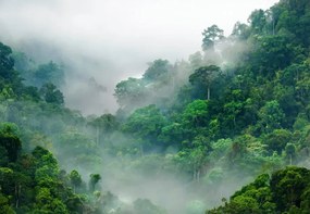 Manufakturer -  Tapeta Forest in the fog samolepiaca