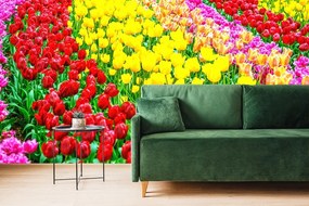 Samolepiaca fototapeta záhrada plná tulipánov - 225x150
