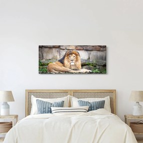 Obraz leva (120x50 cm)