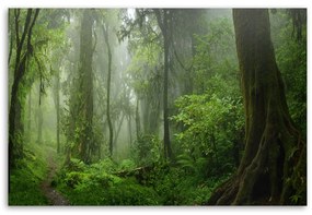 Obraz na plátně, Tropický les džungle - 60x40 cm