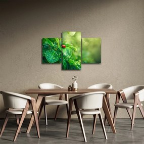 Obraz - Lienka (90x60 cm)