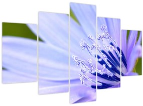 Obraz - kvet (150x105 cm)