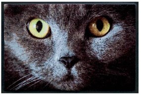 Premium rohožka- zvieratá  - sivá mačka (Vyberte veľkosť: 75*50 cm)