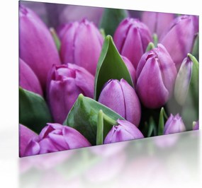Sklenený obraz - kvety tulipánov (70x50 cm)