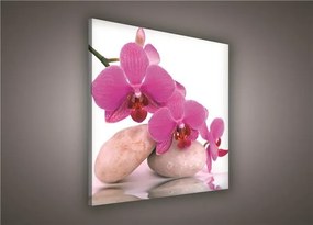 Obraz na stenu orchidea ružová 80 x 80 cm