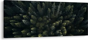 Obraz - Les (120x50 cm)