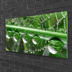 Obraz na skle Pavučina kvapka rastlina 140x70 cm