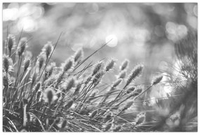 Obraz - Béžová soft grass N⁰1 (90x60 cm)