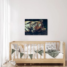 Obraz - Tiger Sibírsky (70x50 cm)
