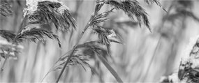 Obraz - Lipnica, čiernobiela (120x50 cm)