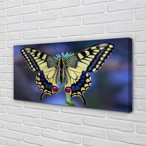 Obraz na plátne Motýľ na kvetine 100x50 cm