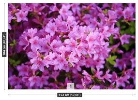 Fototapeta Vliesová Rhododendron ružový 312x219 cm