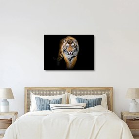 Obraz - Tiger (70x50 cm)