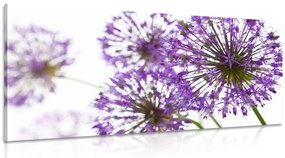 Obraz kvitnúce fialové kvety cesnaku Varianta: 120x60