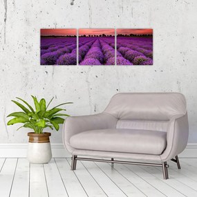 Levanduľové polia - obraz
