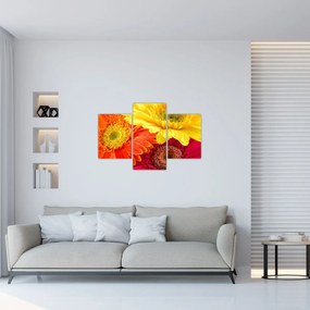 Obraz - Kvety Gerbery (90x60 cm)