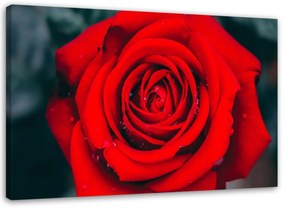 Obraz na plátně Krásný červený květ růže - 100x70 cm