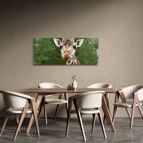 Obraz žirafy (120x50 cm)