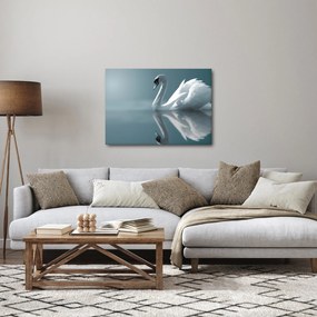 Obraz - Biela labuť (70x50 cm)