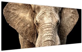 Obraz - Slon africký (120x50 cm)