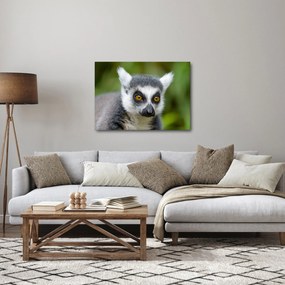 Obraz lemura (70x50 cm)